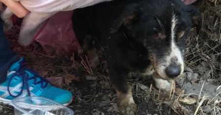 W Rosji pies powstał z grobu. Wszyscy myśleli, że nie żyje