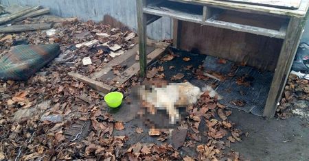 Godkowo: 3-letnia suczka konała z głodu uwiązana na łańcuchu