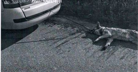 Właściciel przywiązał psa do samochodu i jechał. Kuriozalne tłumaczenie