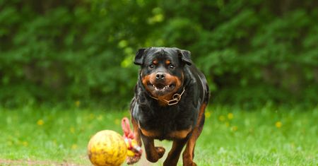 Rottweiler zaatakował 8-letnią dziewczynkę podczas zabawy