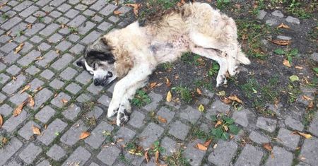 Proboszcz oskarżony o znęcanie się na psem. Zwierzę znaleziono przed kościołem