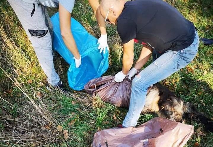 Brutalnie zabity pies znaleziony przy drodze. Trwają poszukiwania sprawcy 