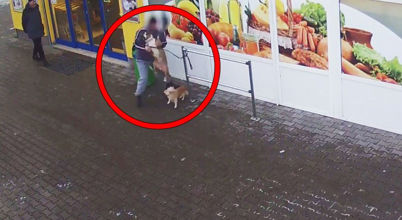Szokujące nagranie. Mężczyzna podniósł psa i cisnął nim o ziemię