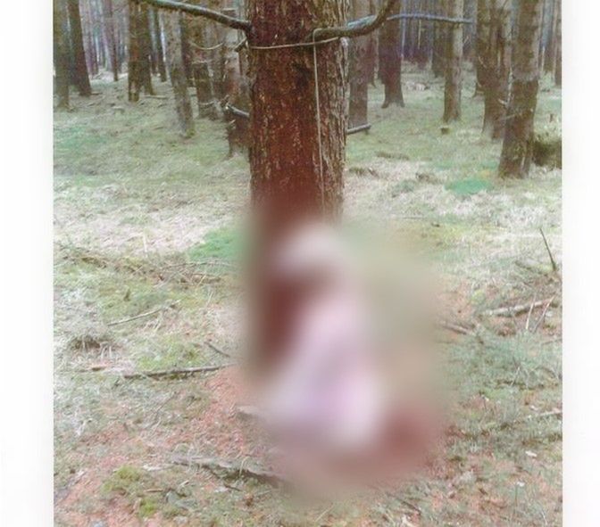 Psa powieszono na drzewie na bardzo krótkim sznurku