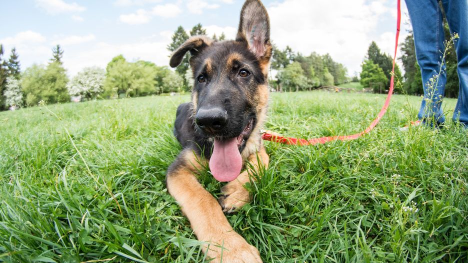 Owczarek niemiecki pomógł odnaleźć nieprzytomnego mężczyznę.