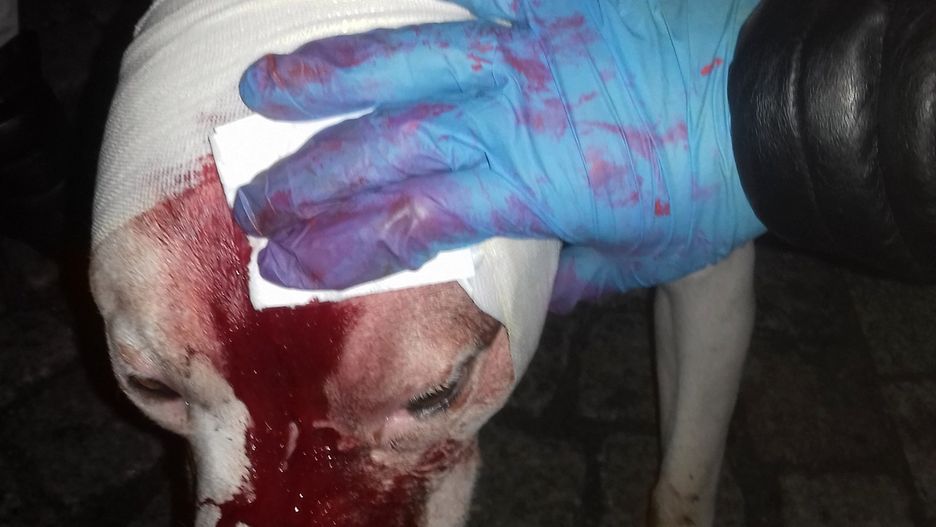 Ojciec zaatakowanej 8-latki ranił psa nożem.