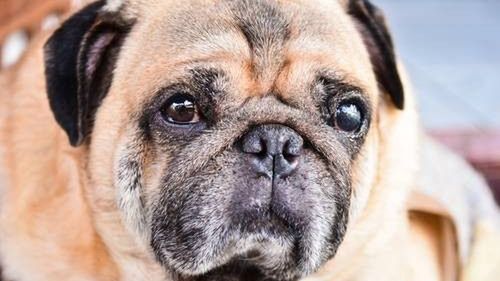 Policja komentuje warunki, w jakich zostawiono psa.