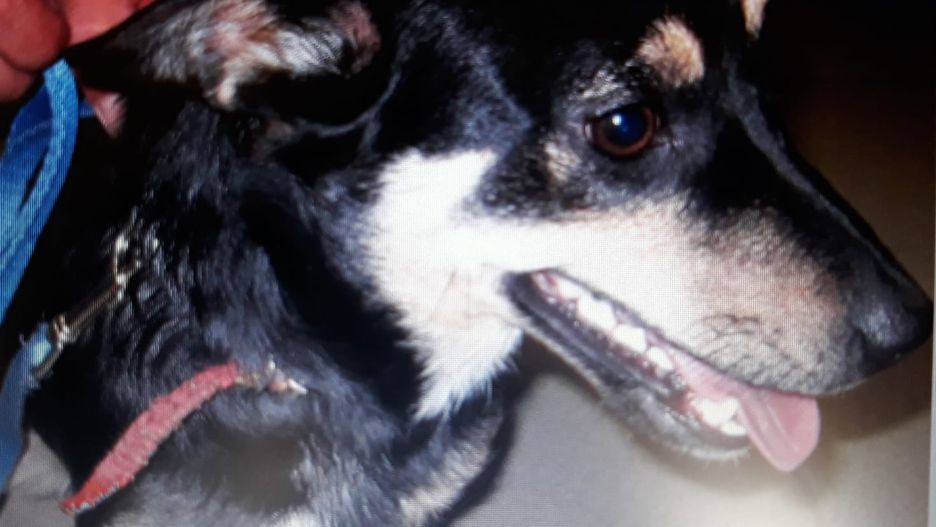 Piła. Pies trafił do schroniska