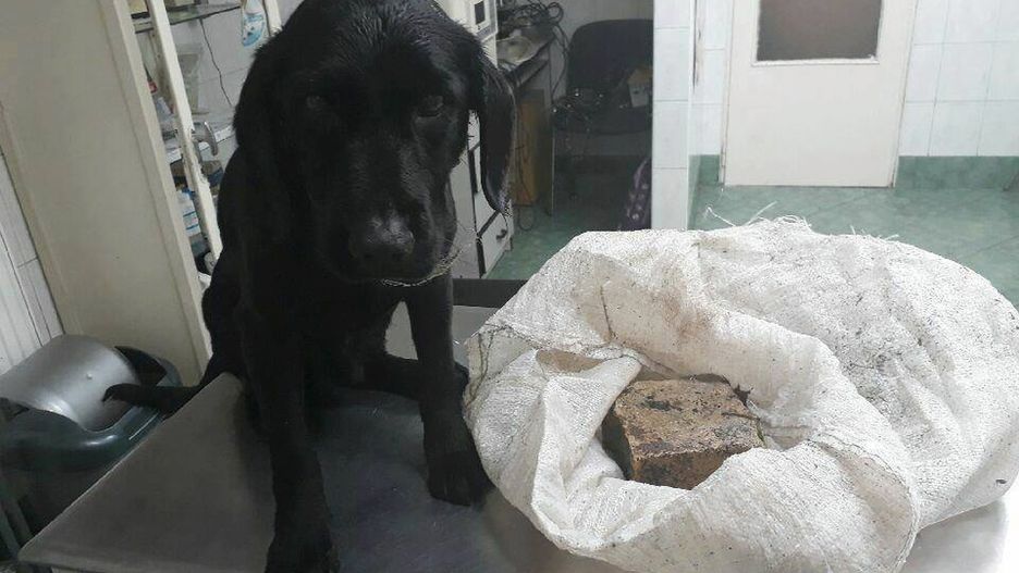 Właścicielka psa wsadziła go do worka razem z cegłą i wrzuciła go do wody.