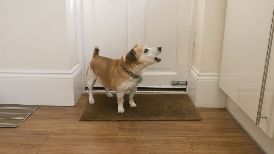 Szczekające psy podczas nieobecność właściciela to zmora sąsiadów