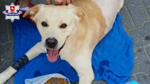 Strzelał do psa z wiatrówki. Zwierzę walczy o życie