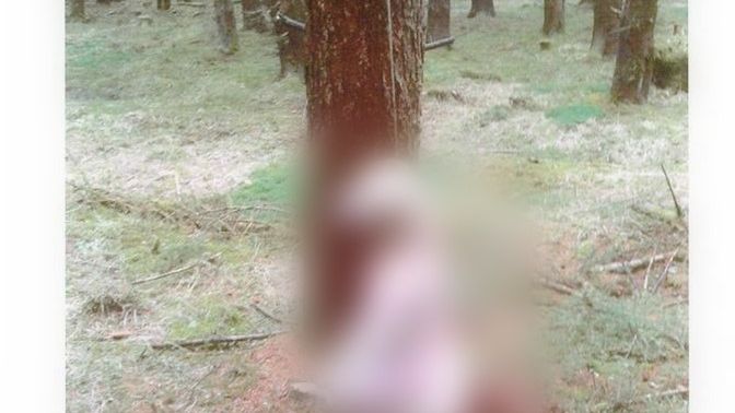 Psa powieszono na drzewie na bardzo krótkim sznurku