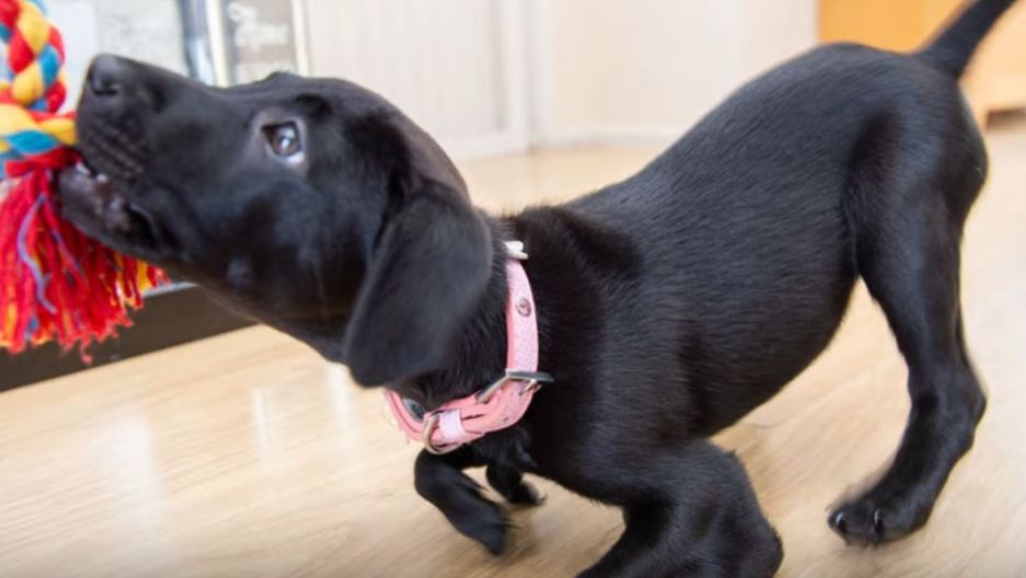 Roo jest energicznym psem pomimo poważnej wady