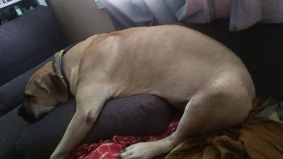 Biszkoptowy dog kanaryjski od momentu ataku gazem pieprzowym ma problemy ze wzrokiem