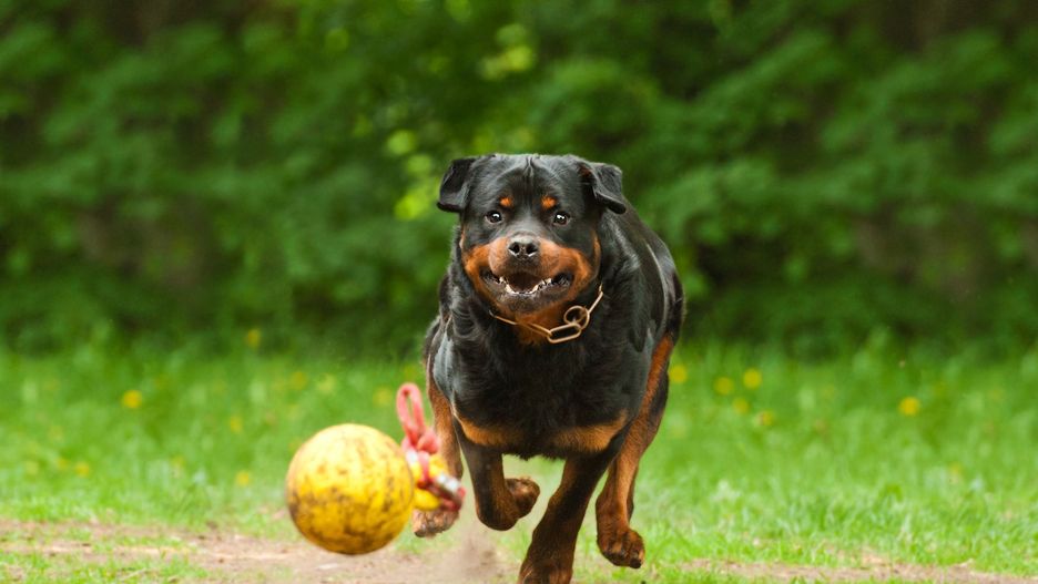 Rottweiler biegnie za piłką