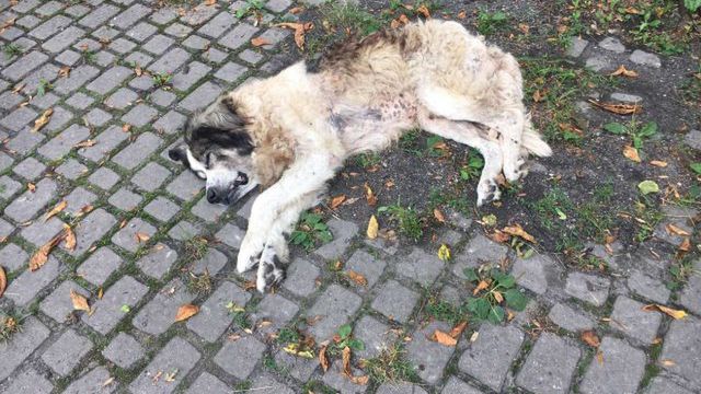 Zwierzę miało głęboką anemię