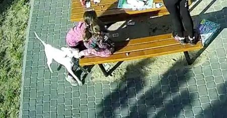 Bulterier pogryzł dzieci na placu zabaw