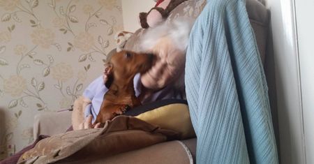 Zdjęcia staruszki z psem podbiły internet. Niezwykły terapeuta