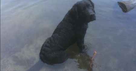 Ukradziono labradora ratownika. "Mógł pójść z każdym"