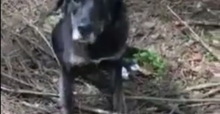 Związał psu łapy i przywiązał do drzewa. Internet szuka sprawcy