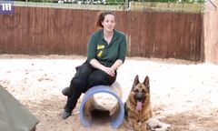 Żyjący w Anglii owczarek niemiecki rozumie... tylko język polski. Caleb szuka domu!