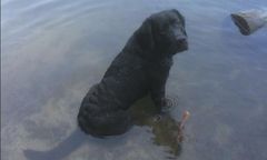 Ukradziono labradora ratownika. "Mógł pójść z każdym"