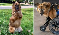 Pies okrutnie okaleczony przez właściciela. Dostał od życia drugą szansę