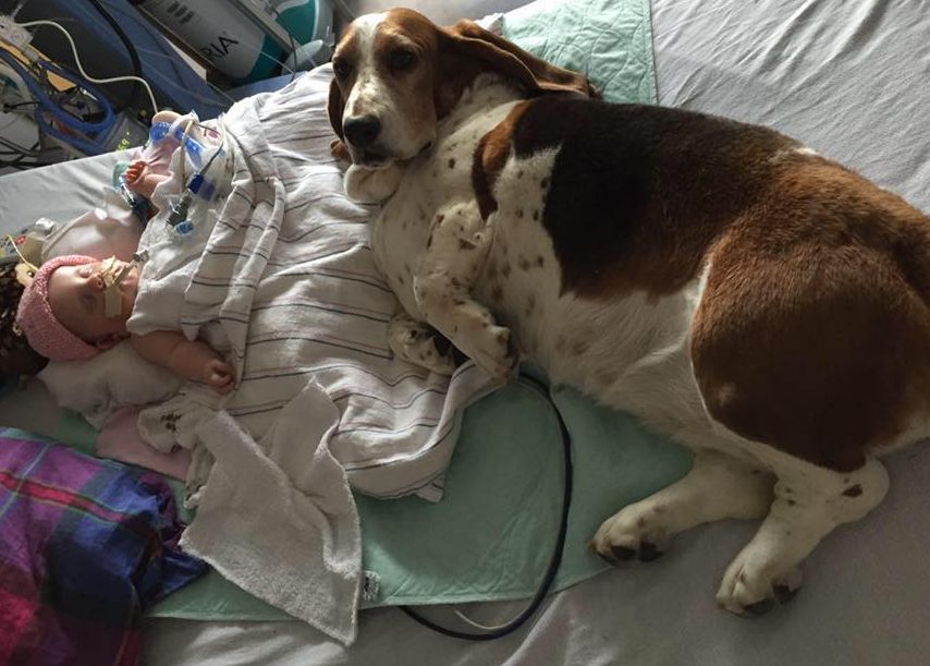 Psy nie chcą opuścić dziewczynki w śpiączce