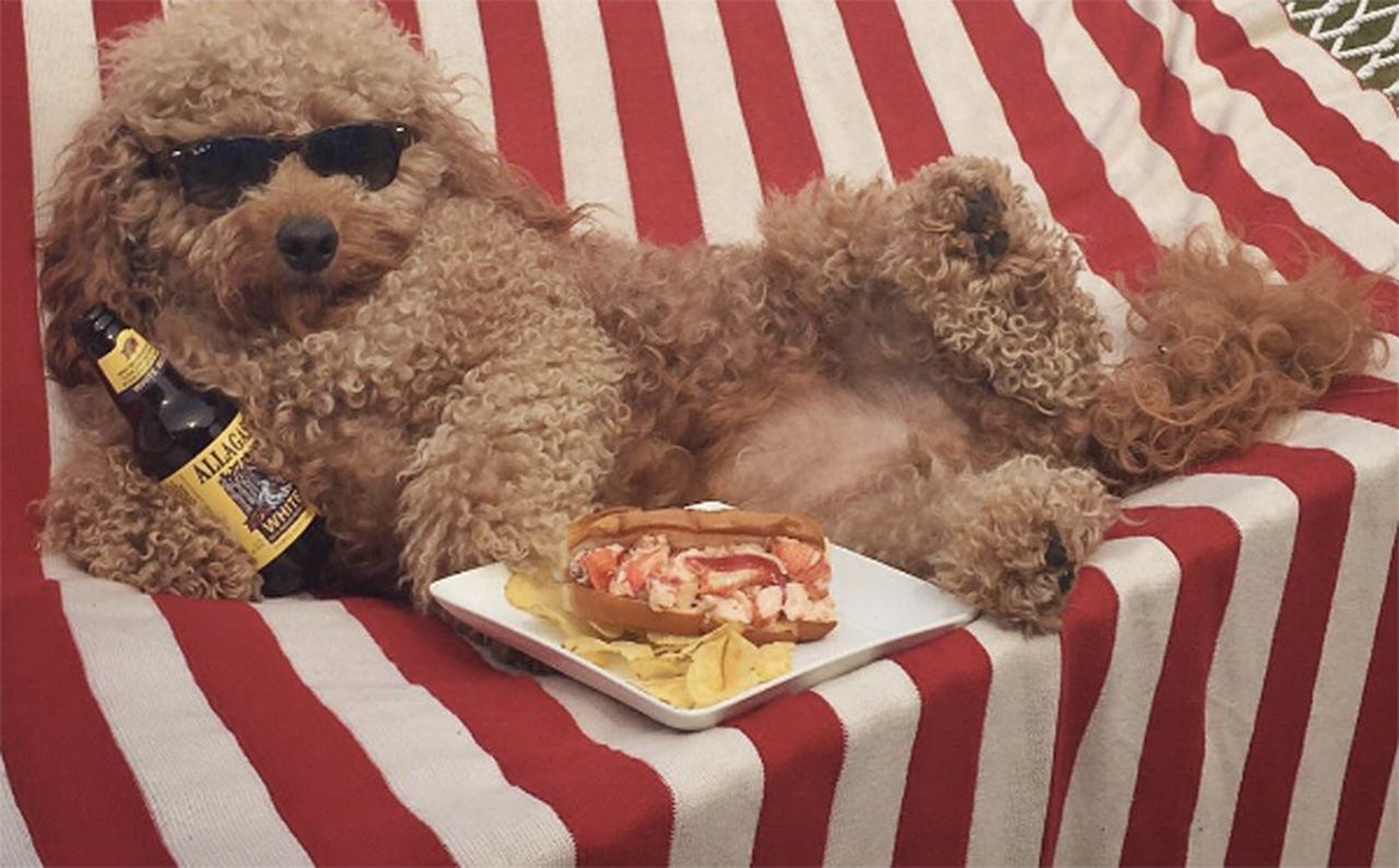 Ten pies ma lepsze życie niż wy. Czy to aby nie przesada?