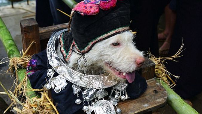 To wyjątkowy weekend dla Miaosów. Psy są wtedy królami życia