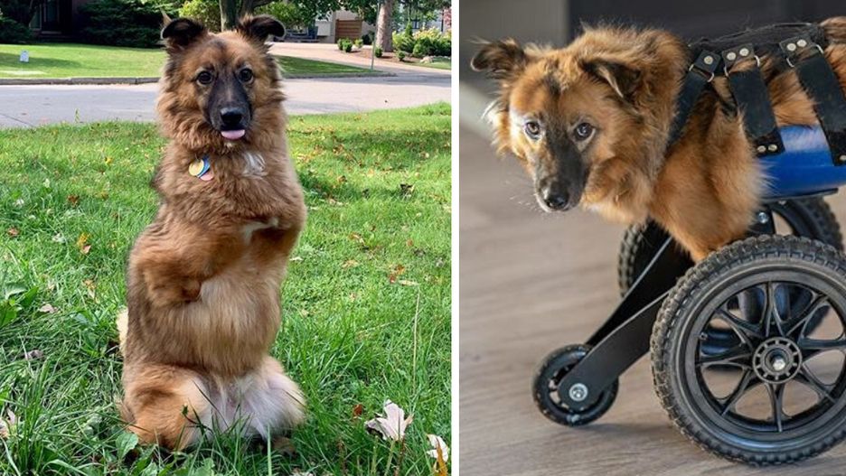 Toronto. Brutalnie okaleczony przez swojego byłego właściciela pies True znalazł nowy dom za oceanem