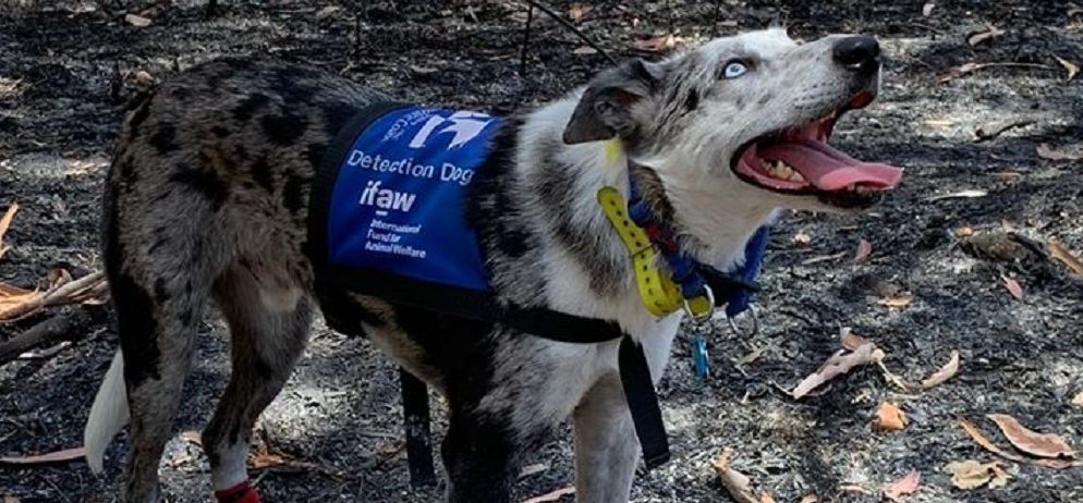 Jedyny taki pies na świecie. Ratuje koale z pożarów w Australii