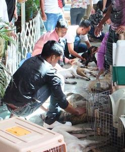 30 martwych psów w aucie. Filipińczyk uciekł