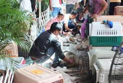 30 martwych psów w aucie. Filipińczyk uciekł