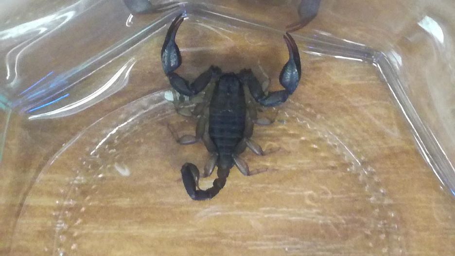 Skorpion przejechał ponad 1000 kilometrów w rzeczach osobistych podróżnego