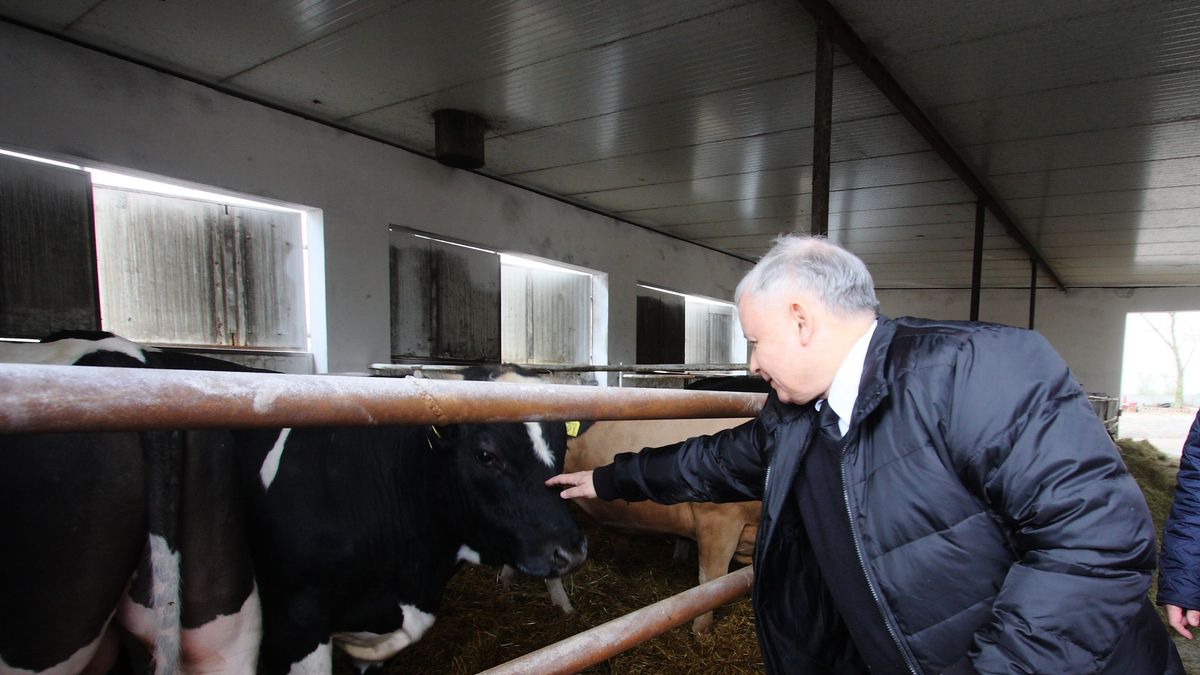 Krowa+. Propozycja Jarosława Kaczyńskiego dla rolników nawet nie została zgłoszona do Komisji Europejskiej