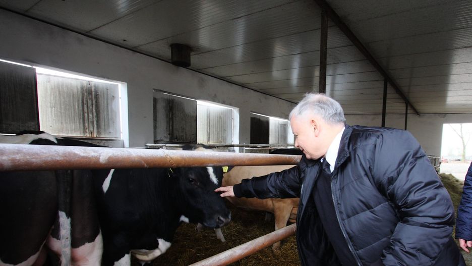 Prezes PiS Jarosław Kaczyński podczas wizyty w gospodarstwie rolnym w miejscowości Kiełczew. 