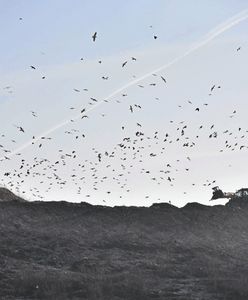 Góra śmieci na Radiowie. Mieszkańcy nie mogą znieść smrodu