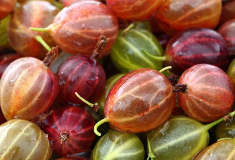Agrest - pyszny i wyjątkowo zdrowy polski produkt