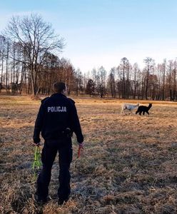 Dwie alpaki wybrały się na przechadzkę. Pościg policjantów za egzotycznymi uciekinierkami