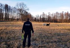 Dwie alpaki wybrały się na przechadzkę. Pościg policjantów za egzotycznymi uciekinierkami