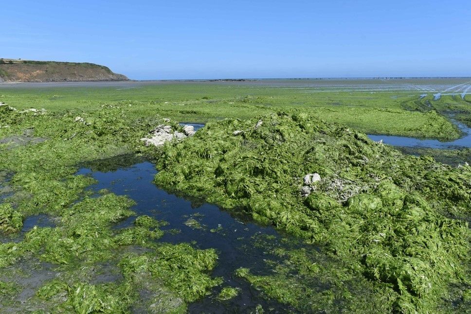 francja plaża algi