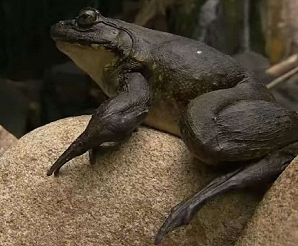 Żaby goliaty - te giganty przenoszą kamienie i budują własne stawy