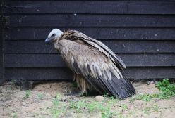 Na Mazowszu znaleziono sępa płowego. Zostanie wypuszczony na wolność