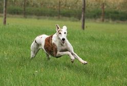 Psy zaatakowały kobietę. Uratowali ją przypadkowi przejezdni