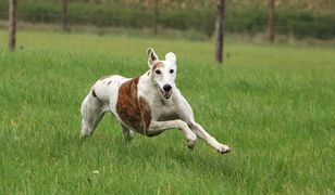 Psy zaatakowały kobietę. Uratowali ją przypadkowi przejezdni