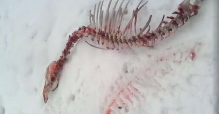 Uczta wilków na zamarzniętym jeziorze. Wędkarz pokazał nagranie