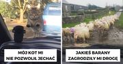15 genialnych powodów dla których ludzie spóźnili się do pracy