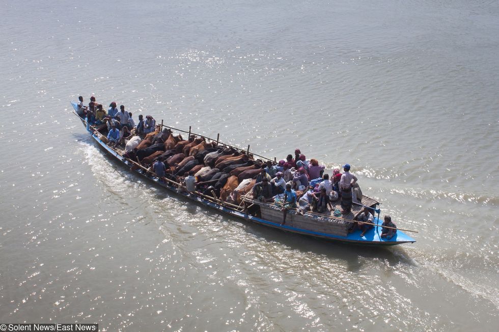 A bright blue boat transports its passengers - including a herd of cows - across a river.  A herd of around 20 cattle stand peacefully in the centre of the boat, while the vessel's human passengers are relegated to the bow and stern.  The cows and their owners are travelling across the Ichhamati River, near Munshigonj district, Dhaka, Bangladesh, for the cattle market.  Photographer Jahangir Alam Onuchcha was walking on the Ichamati River bridge when he spotted the boat and its unusual passengers.  SEE OUR COPY FOR DETAILS.  Please byline: Jahangir Alam Onuchcha/Solent News  ? Jahangir Alam Onuchcha/Solent News & Photo Agency UK +44 (0) 2380 458800 
