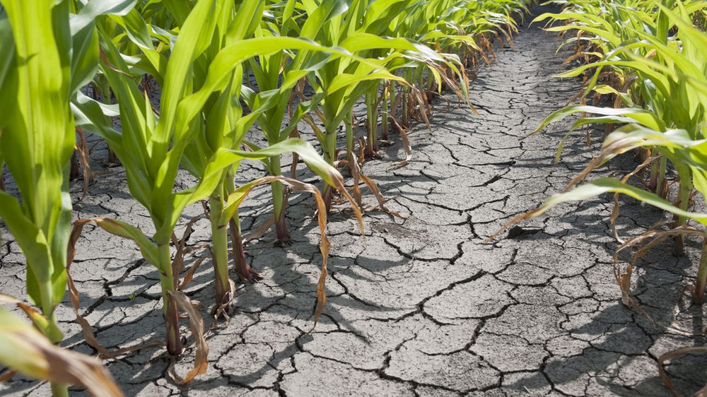 Okresy długiej suszy niestety na stałe wpisują się w polskie rolnictwo